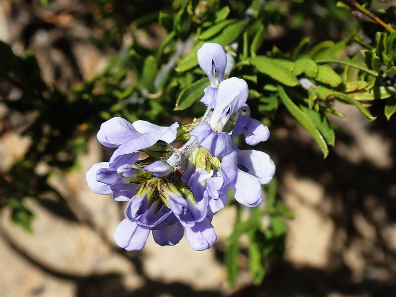 Psoralea racemosa, photographed by Di Turner