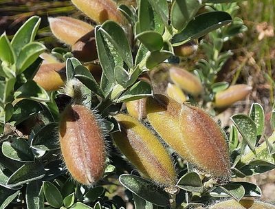 Podalyria myrtillifolia, photographed by Di Turner