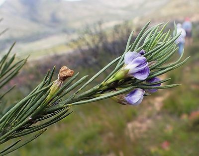 Psoralea diturnerae, photographed by Di Turner