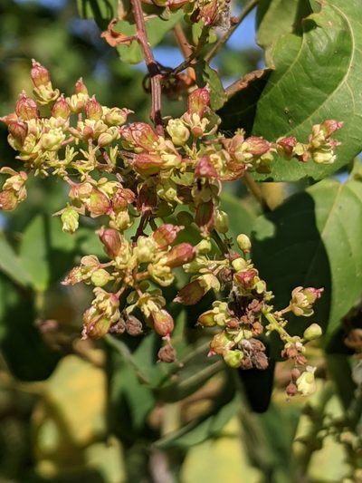 Serjania racemosa, photographed by Lyrae