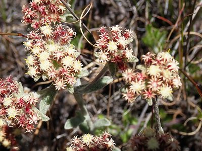 Helichrysum spiralepis, photographed by Di Turner