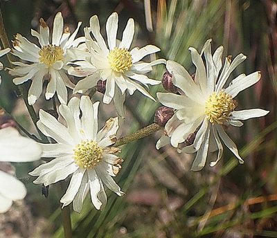 Knowltonia filia, photographed by Di Turner