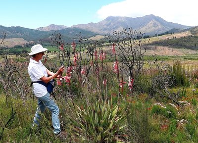 Watsonia fourcadei, photographed by Di Turner