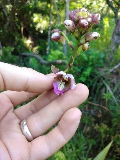 Eulophia horsfallii, photographed by Benjamin Fredlund