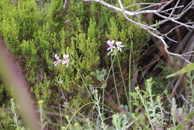 Pelargonium tabulare, photographed by Tony Rebelo