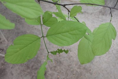 Berchemia discolor, photographed by Robert Taylor