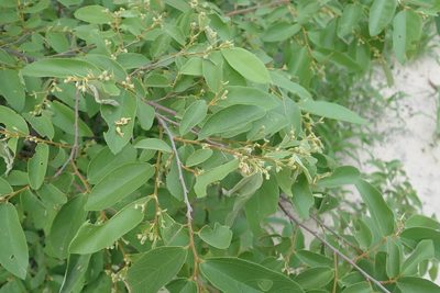 Grewia flavescens, photographed by Robert Taylor