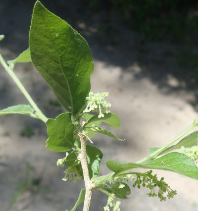 Erythrococca menyharthii, photographed by Robert Taylor