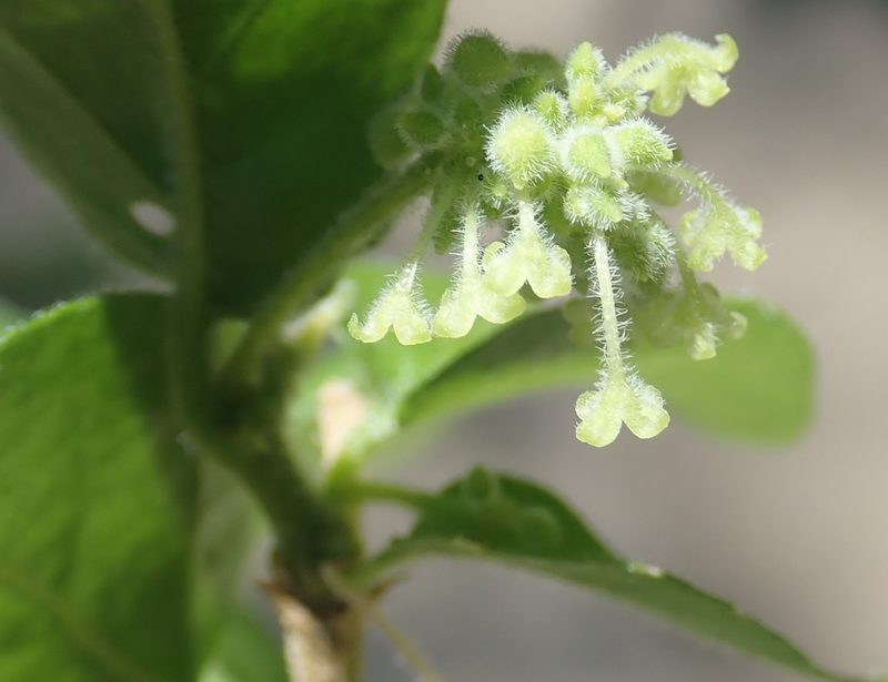 Erythrococca menyharthii, photographed by Robert Taylor