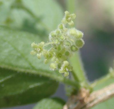Erythrococca menyharthii, photographed by Robert Taylor
