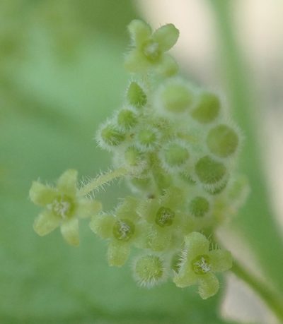 Erythrococca menyharthii, photographed by Robert Taylor