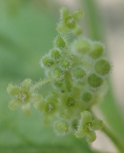 Erythrococca menyharthii, photographed by Robert Taylor