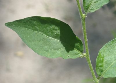 Erythrococca menyharthii, photographed by Robert Taylor