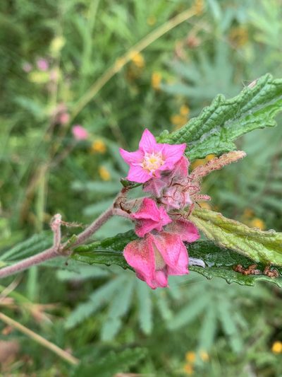 Androcalva rosea, photographed by Guy Taseski