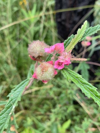Androcalva rosea, photographed by Guy Taseski