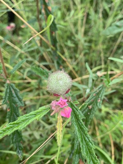Androcalva rosea, photographed by Guy Taseski