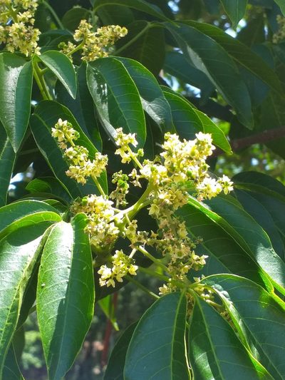 Balfourodendron riedelianum, photographed by E. Goossen