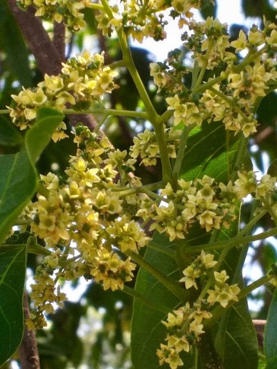 Balfourodendron riedelianum, photographed by E. Goossen