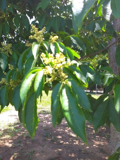 Balfourodendron riedelianum, photographed by E. Goossen