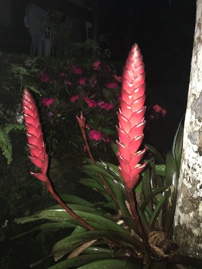 Vriesea gradata, photographed by sh_rodes
