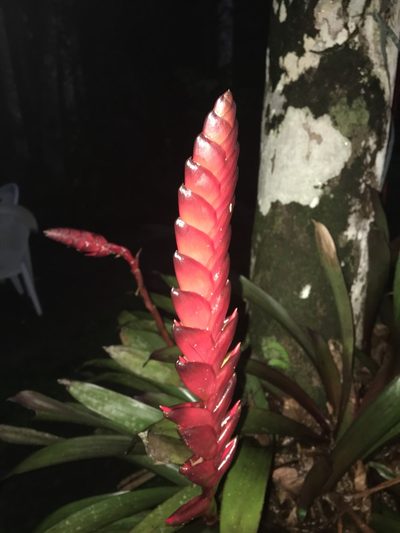 Vriesea gradata, photographed by sh_rodes