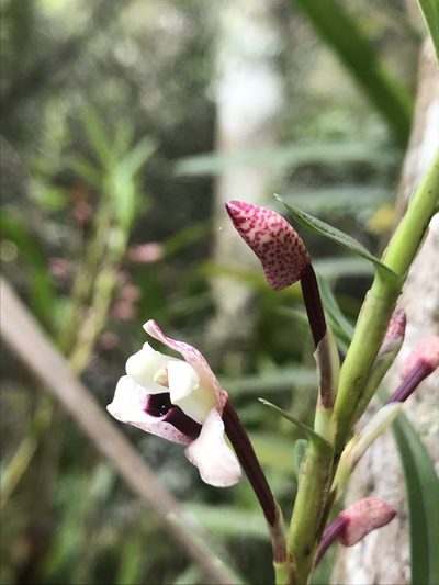 Maxillaria lawrenceana, photographed by Nicolás Baresch Uribe