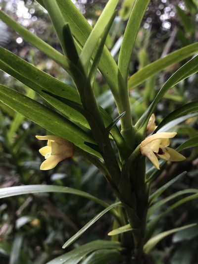 Maxillaria ponerantha, photographed by Nicolás Baresch Uribe