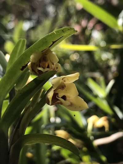 Maxillaria ponerantha, photographed by Nicolás Baresch Uribe