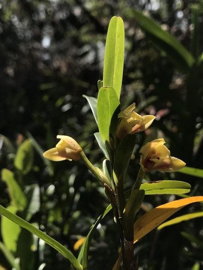 Maxillaria ponerantha, photographed by Nicolás Baresch Uribe