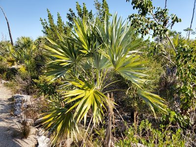 Leucothrinax morrisii, photographed by Tom Field
