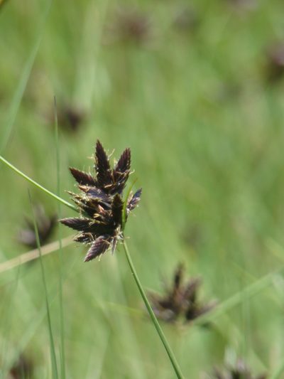 Cyperus nigricans, photographed by Jean-Paul Boerekamps