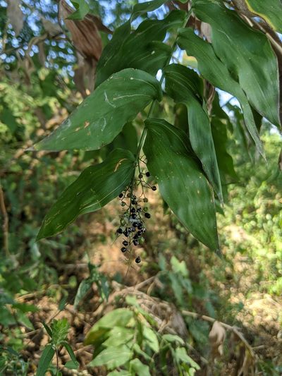 Lasiacis ruscifolia, photographed by Lyrae