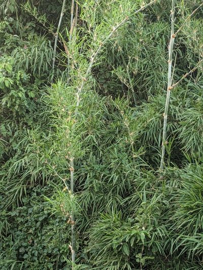 Guadua paniculata, photographed by Lyrae