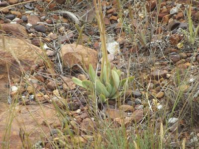 Crassula cotyledonis, photographed by Ludwig Muller
