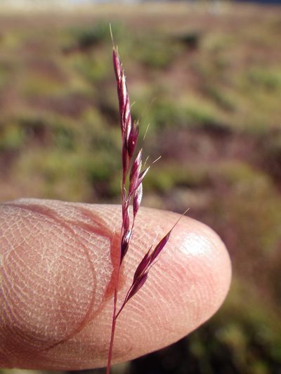 Calamagrostis muiriana, photographed by Matt Lavin