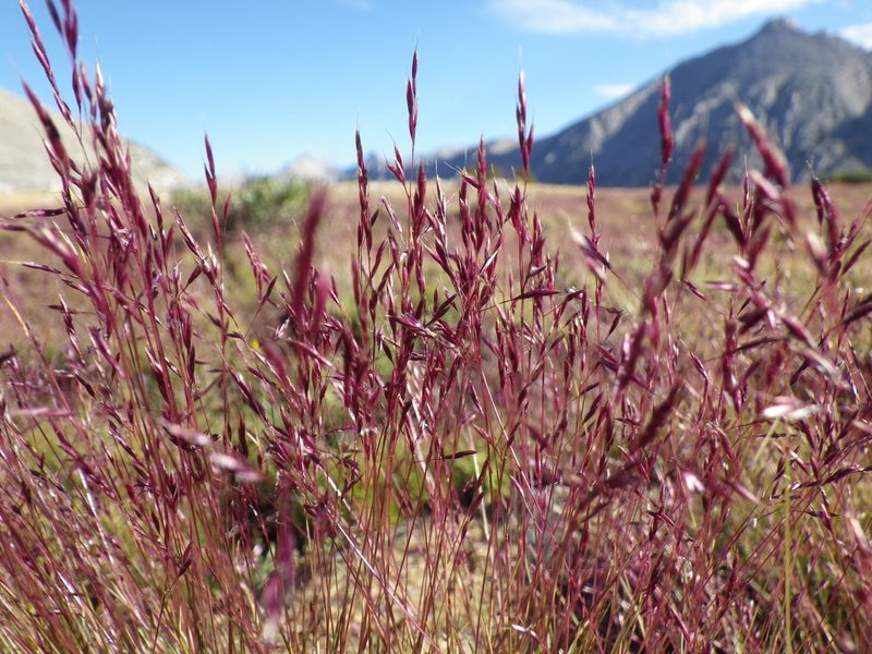 Calamagrostis muiriana, photographed by Matt Lavin