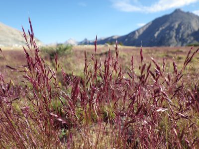 Calamagrostis muiriana, photographed by Matt Lavin