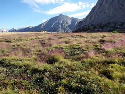 Calamagrostis muiriana, photographed by Matt Lavin