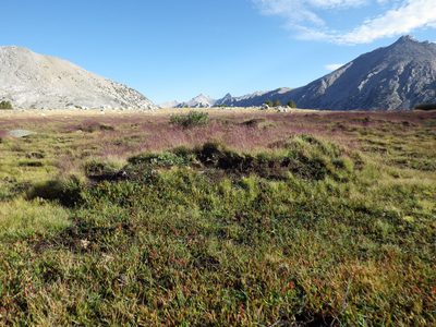 Calamagrostis muiriana, photographed by Matt Lavin