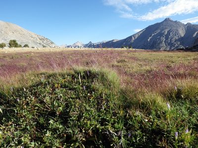 Calamagrostis muiriana, photographed by Matt Lavin