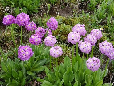 Primula auriculata, photographed by Todd Boland