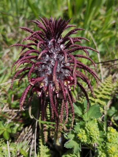 Pedicularis wilhelmsiana, photographed by Todd Boland