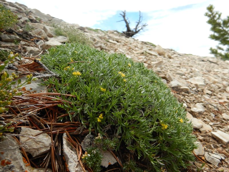 Shoshonea pulvinata, photographed by Matt Lavin