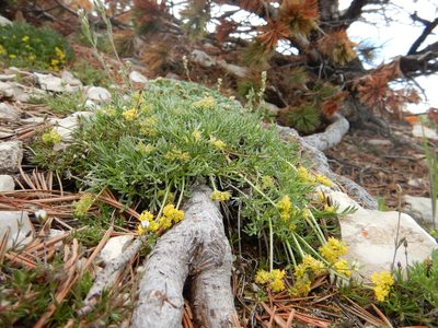 Shoshonea pulvinata, photographed by Matt Lavin