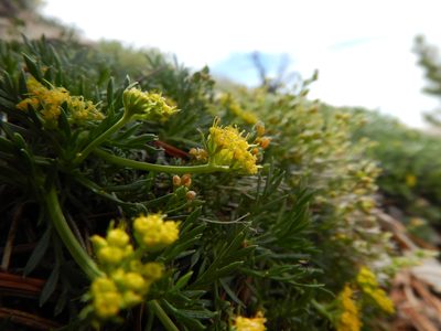 Shoshonea pulvinata, photographed by Matt Lavin