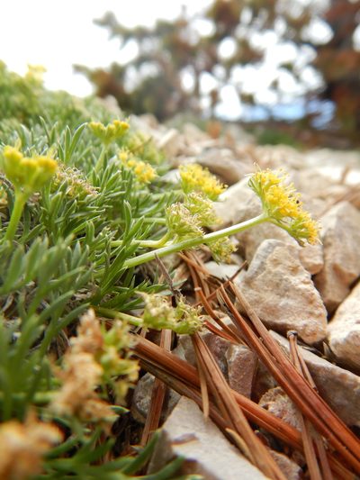 Shoshonea pulvinata, photographed by Matt Lavin