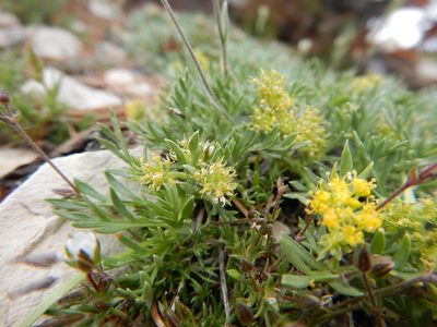 Shoshonea pulvinata, photographed by Matt Lavin