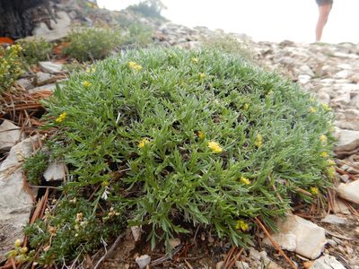 Shoshonea pulvinata, photographed by Matt Lavin