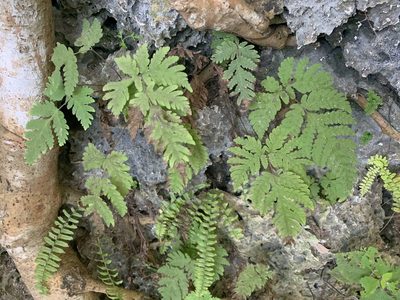 Tectaria membranacea, photographed by 呂一起(Lyu yi-chi)