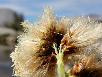 Calliscirpus brachythrix, photographed by Matt Lavin